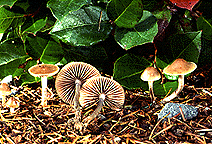 Psilocybe cyanofibrillosa.gif